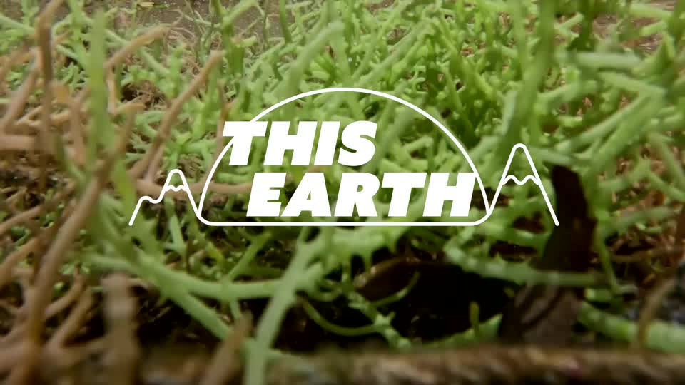 Climate change has led Kenyan coastal villagers to pivot from traditional crops to seaweed farming. This emerging industry, spurred by increasing global demand, has brought hope and financial independence to the community
