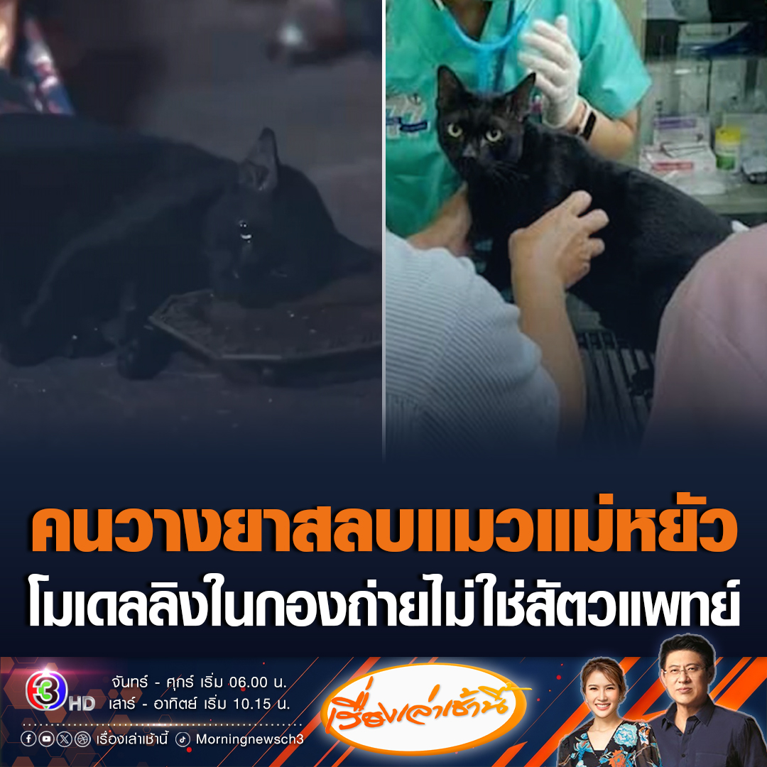 #เรื่องเล่าเช้านี้ นายสัตวแพทย์ชัยวลัญช์ เผย คนวางยาสลบแมวดำในละครแม่หยัว ไม่ใช่สัตวแพทย์ แต่เป็นโมเดลลิงในกองถ่าย และเจ้าตัววางยาสลบสัตว์เป็นครั้งแรก เรียกว่าผู้เชี่ยวชาญด้านการนำสัตว์ไปแสดง แต่ไม่มีใบรับรองด้านสัตวแพทย์ #ข่าวช่อง3 #ข่าวโซเชียล #แบนแม่หยัว #วางยาสลบแมว
