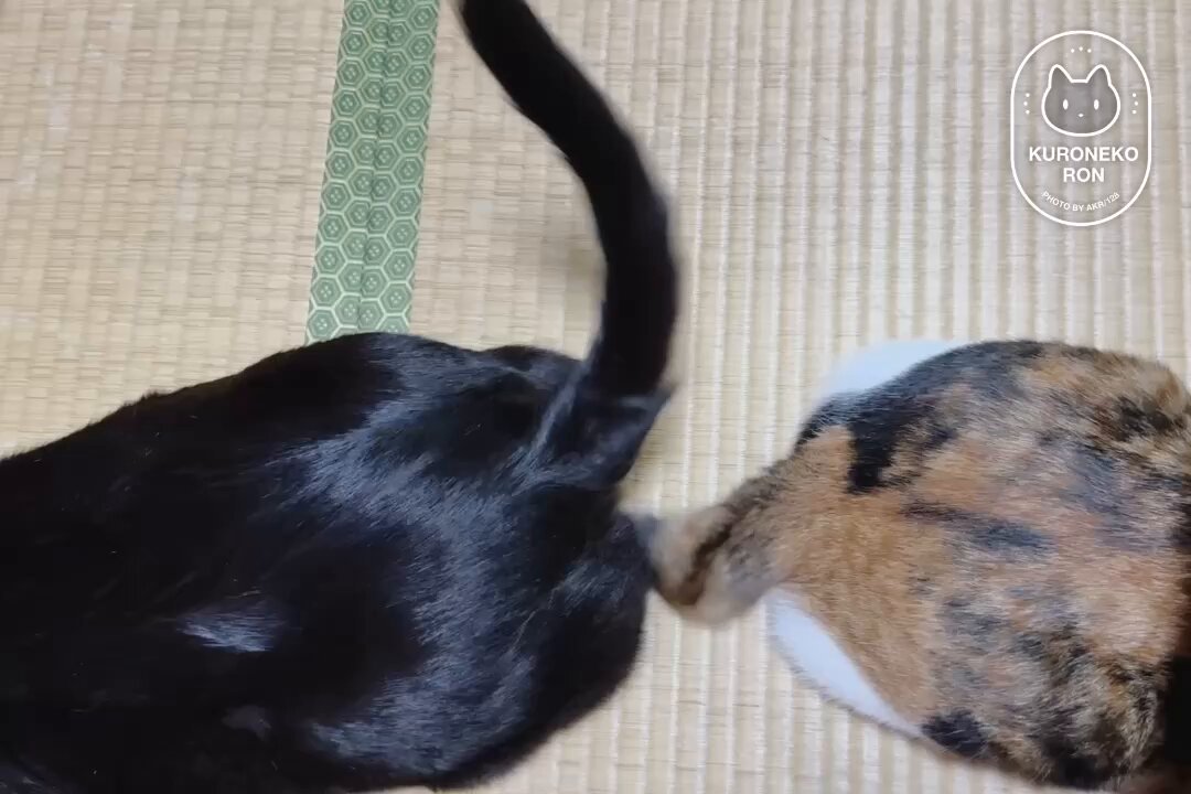 長しっぽ vs 短しっぽ