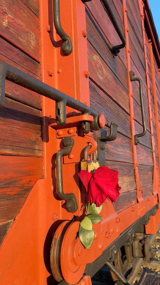 One of the symbols of the 80th anniversary of the liberation of the German Nazi concentration and extermination camp Auschwitz will be a freight train car, which will be placed directly in front of the main gate of Auschwitz II-Birkenau camp. Since 2009, this train car has stood in the middle of the unloading ramp at the former Birkenau camp, at the site where SS doctors conducted selections of deported Jews, directing most of them to their deaths in the gas chambers. This train car originated from Germany. Between 1919-25, over 120,000 wagons of this type were manufactured. Many of them were used to deport people to Auschwitz, as confirmed by documents and archival photographs. The train car is dedicated to the memory of about 420,000 Jews from Hungary who were deported to Auschwitz from May to July 1944. Its conservation was made possible thanks to financial support from Frank Lowy, whose father, Hugo, was killed in the camp.