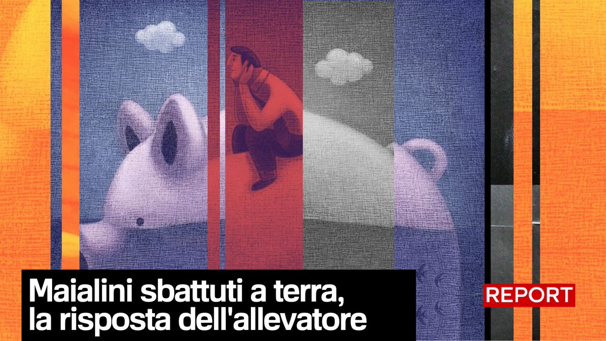 Maialini che vengono uccisi sbattendoli a terra: è quello che mostrano le immagini di Last Chance for Animals nell'allevamento di Elio Martinelli, presidente di Assosuini. Giulia Innocenzi Segui #Report ora in diretta su #Rai3👇