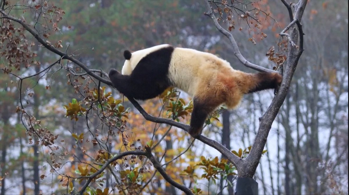 Check out a real-life "Kung Fu #Panda" in NW China