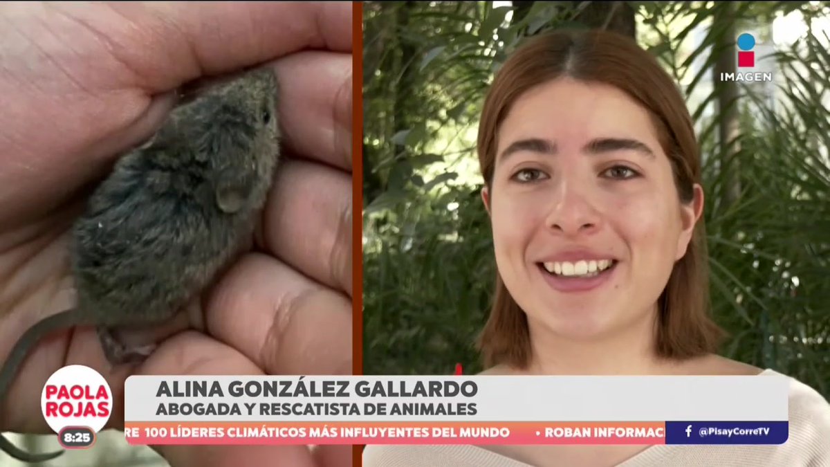 Alina González creó “Rescatalandia” en 2021 para darle una segunda oportunidad a animales maltratados, callejeros o en abandono. Monserrat Ortiz #PaolaRojasDPC Paola Rojas