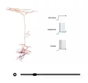 Freely access electrophysiological, morphological, and transcriptomic data measured from thousands of individual mouse & human brain cells via the Allen Cell Types Database: