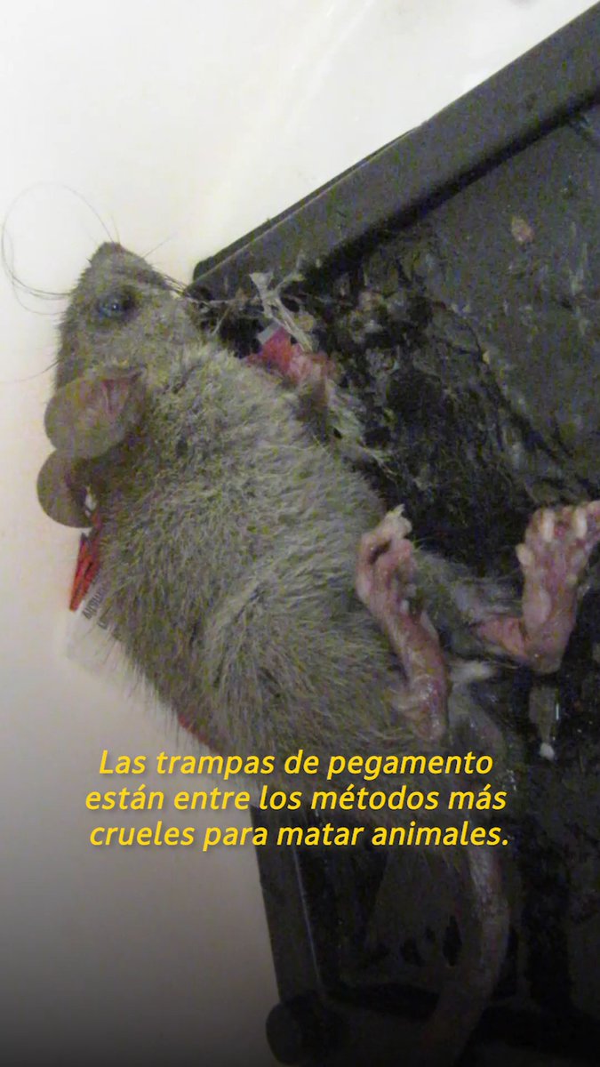 Atrapados en pegamento, aterrorizados y muriendo lentamente: esa es la cruel realidad de las trampas de pegamento. Al usar métodos humanitarios para eliminar a los huéspedes no deseados, priorizamos el respeto por la vida de estas pequeñas criaturas.