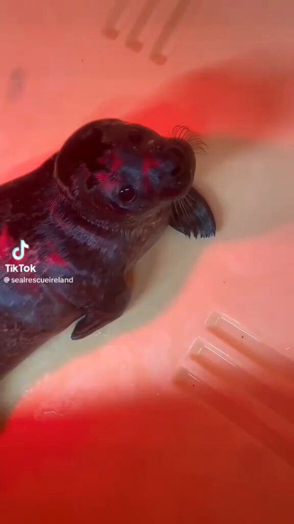 why is this seals ough crunchy? are seals . GULP. secretly ROBOTS...!??!?!!?!?