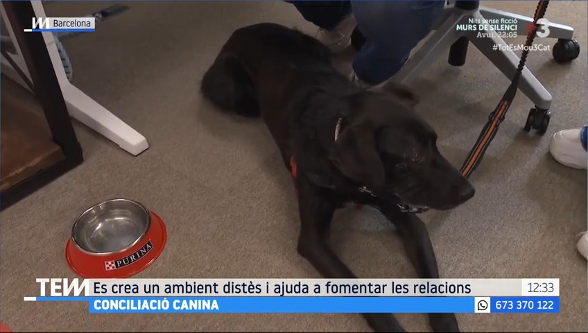 🔴 Conciliació canina Coneixem de prop una empresa que deixa portar el gos a la feina als seus treballadors #TotEsMou3Cat ▶