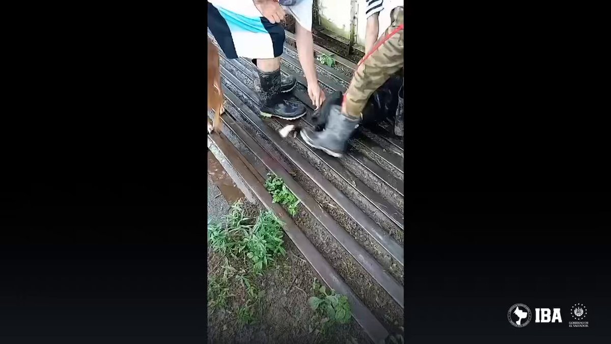 🔴 TRES DORITOS DESPUÉS: DETENIDO HOMBRE POR LANZAR A SU PERRO A UN RÍO EN SAN MIGUEL El presidente del Instituto de Bienestar Animal (Instituto de Bienestar Animal), Guillermo Hasbun, informó que la Polipet detuvo al responsable de lanzar a un perro, llamado Godzilla, a un río en San Miguel. La investigación confirmó que el detenido era el dueño del canino, quien sufrió múltiples lesiones y traumatismos tras el impacto. Actualmente, el animal está bajo custodia del IBA, recibiendo atención médica y cuidado para su recuperación. Con pruebas contundentes del maltrato, el agresor enfrentará procesos legales por atentar contra su propia mascota, destacaron las autoridades.