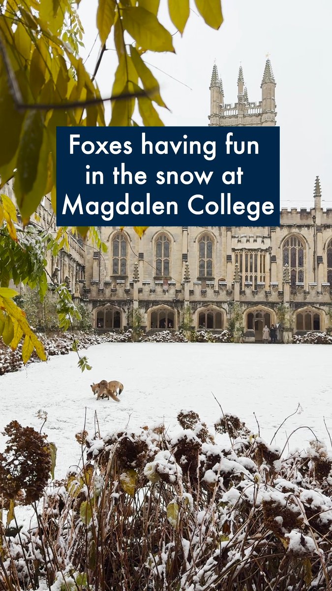 Snow much joy at @MagdalenOxford 🦊 🎥 | Eleonora Svanberg #OxfordInSnow