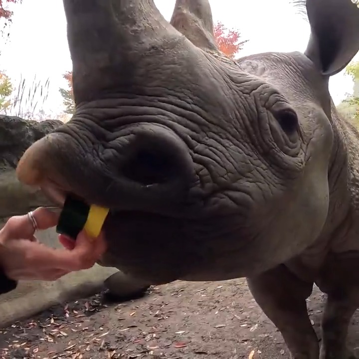 Tank puppy snack time