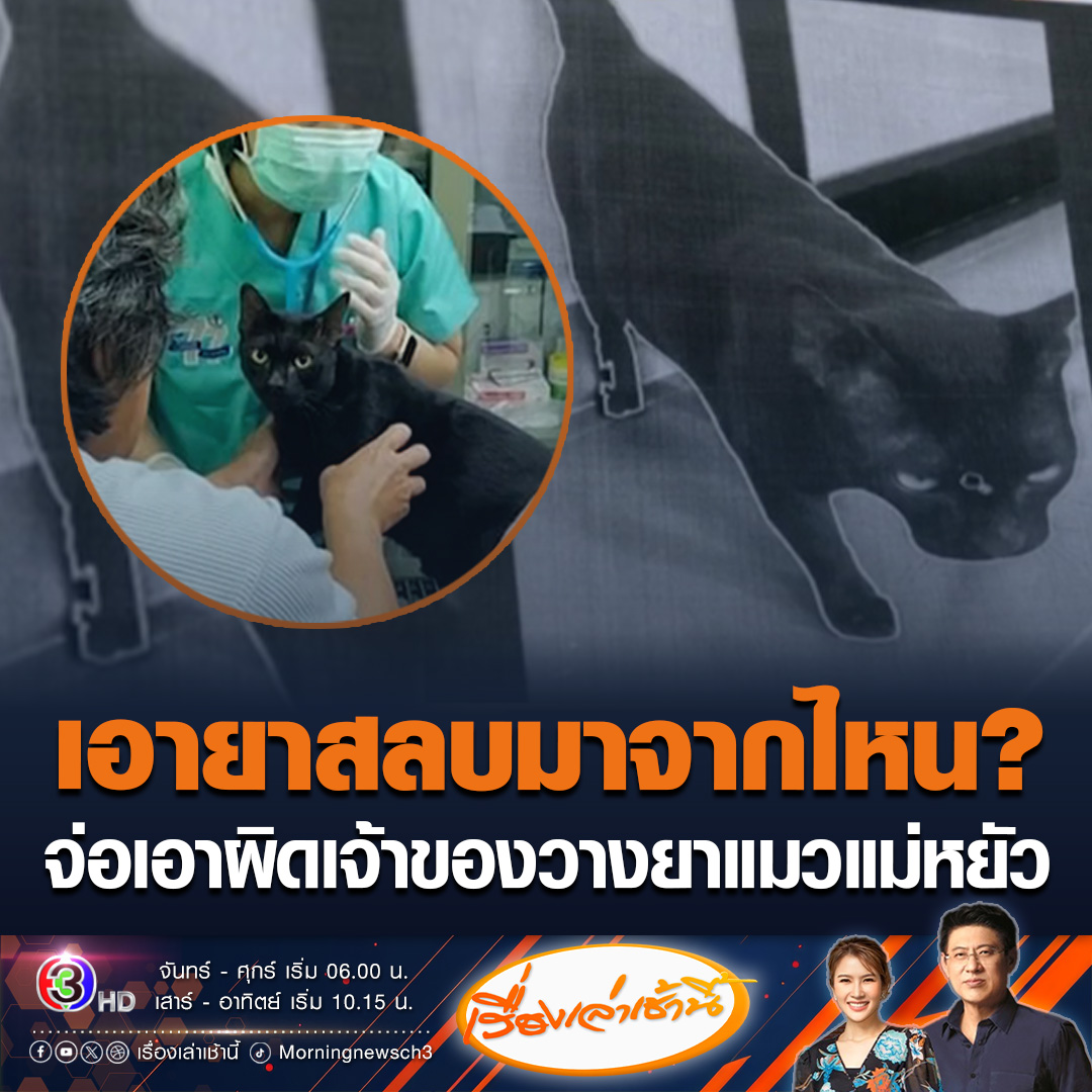 #เรื่องเล่าเช้านี้ “กรมปศุสัตว์” จ่อเอาผิดเจ้าของ และผู้มีส่วนร่วมวางยาแมวละครแม่หยัว เจ้าของรับเป็นคนฉีดยาเอง อ้างปรึกษาเพื่อนที่เป็นสัตวแพทย์ สงสัยเอายามาจากไหน เพราะไม่ได้หาซื้อได้ทั่วไป #ข่าวช่อง3 #ข่าวโซเชียล #แบนแม่หยัว