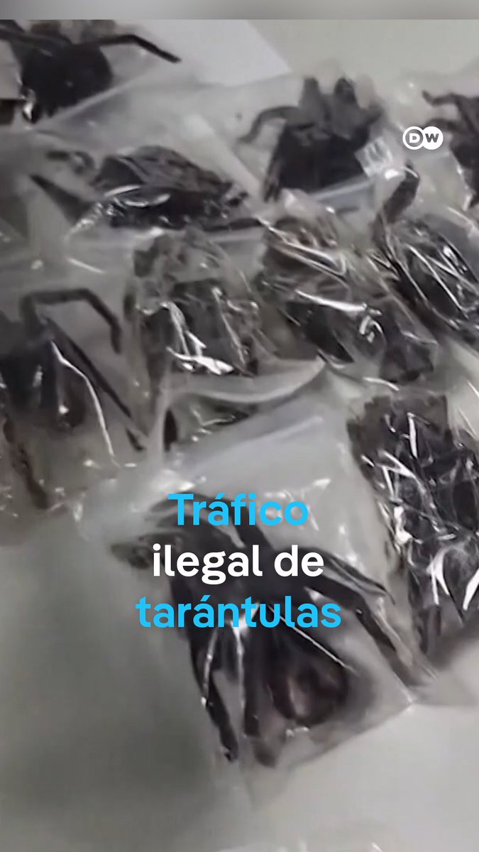Detienen a surcoreano con 320 tarántulas y 110 ciempiés vivos en su cuerpo El joven de 28 años, capturado en el aeropuerto de Lima, intentaba transportar los #animales exóticos vivos hacia Corea del Sur. El #tráficoilegal de fauna salvaje genera millones de dólares. /cmw