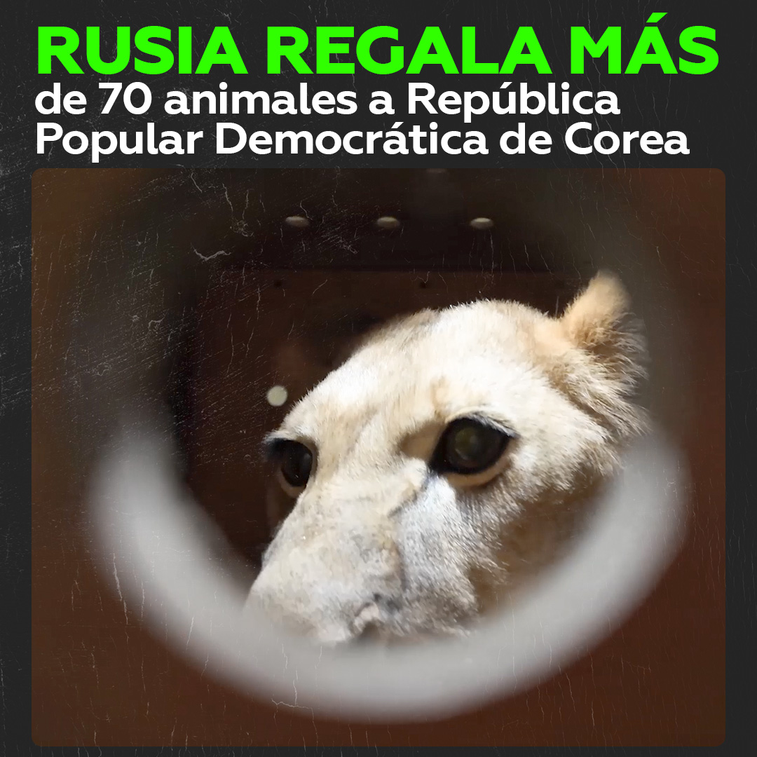 🇷🇺🇰🇵 | El presidente de Rusia, Vladimir Putin, dona 70 animales al zoo de Pionyang, Corea del Norte.