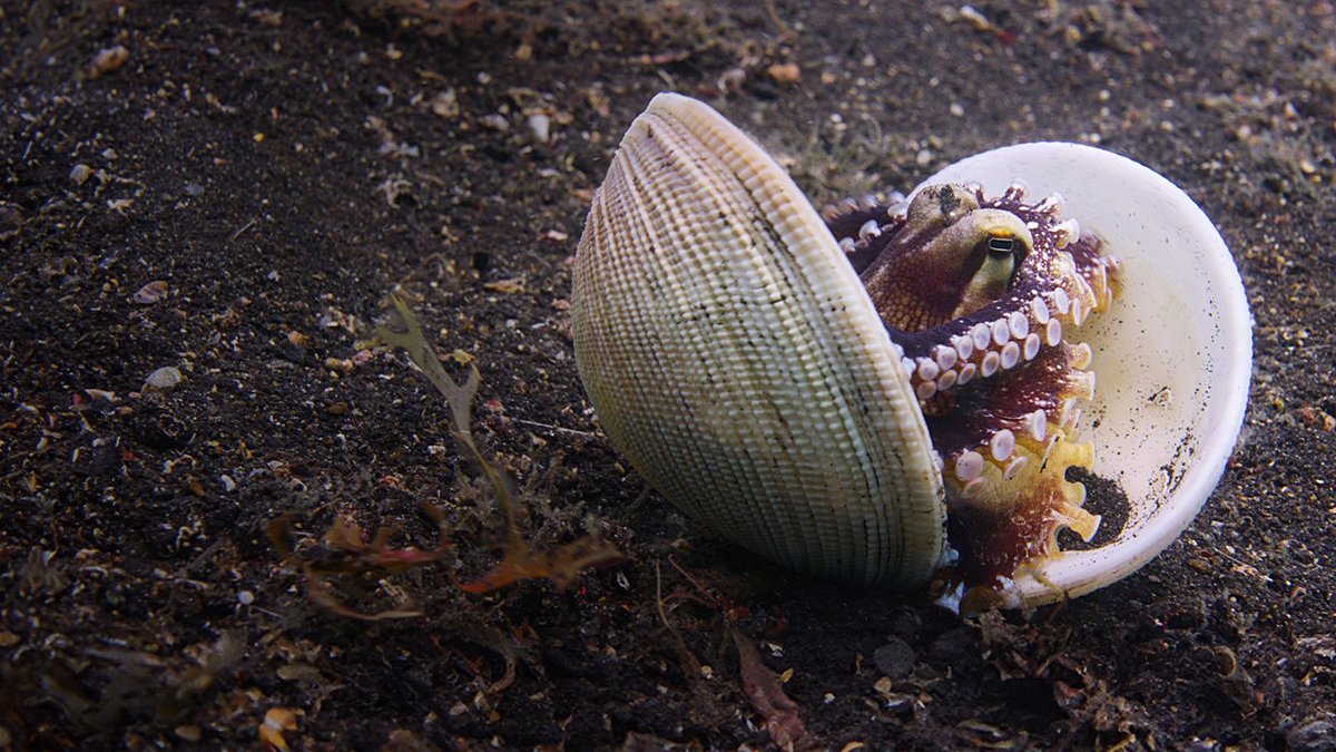 An octopus arming itself with rocks is caught on camera for the first time. Our Oceans is now playing!