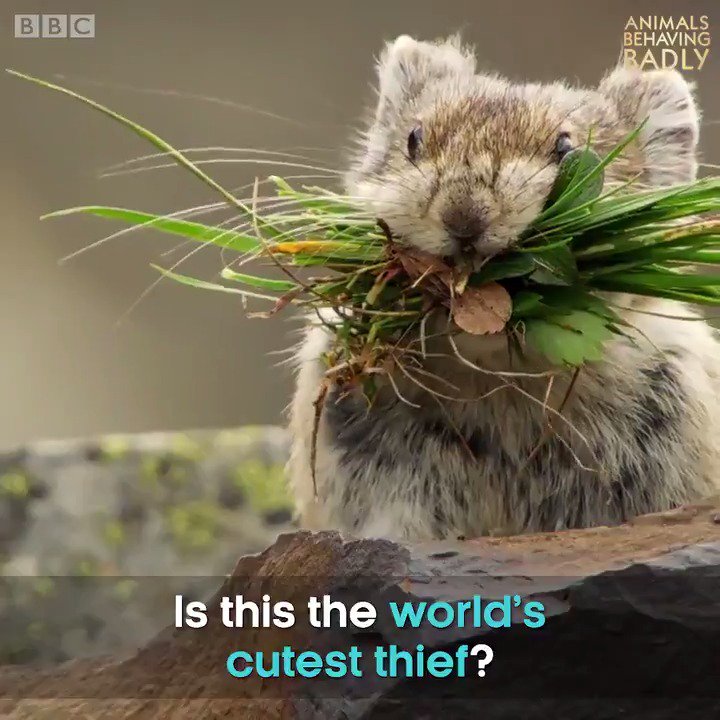 カナダの高地で暮らすナキウサギたちの映像。短い夏の間に食料となる草を集めたり、備蓄してある草を盗んだり、奪われそうになって鳴き声で追い払おうとしたりしています