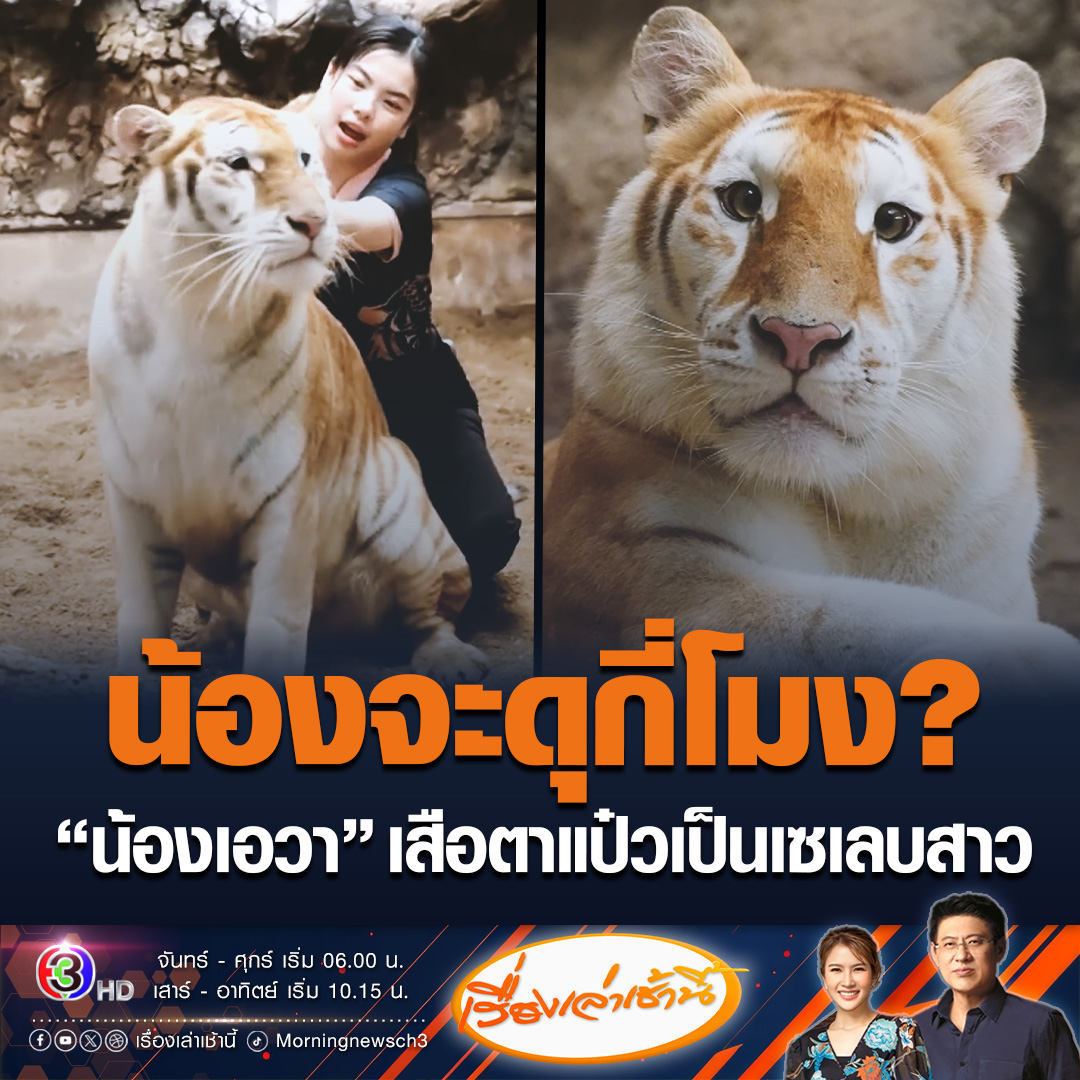 #เรื่องเล่าเช้านี้ น้องจะดุกี่โมง น้องเอวา เสือตาแป๋วจนเป็นขวัญใจชาวเชียงใหม่ สรยุทธบอกนี่มันแมวชัดๆ โซเชียลแซวขอบัตรจกพุงได้ไหม #ข่าวช่อง3 #ข่าวสังคม #น้องเอวา