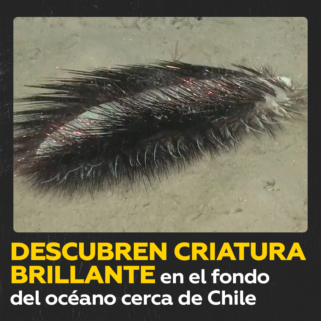 Una expedición del Schmidt Ocean Institute ha captado un inusual poliqueto en Chile.