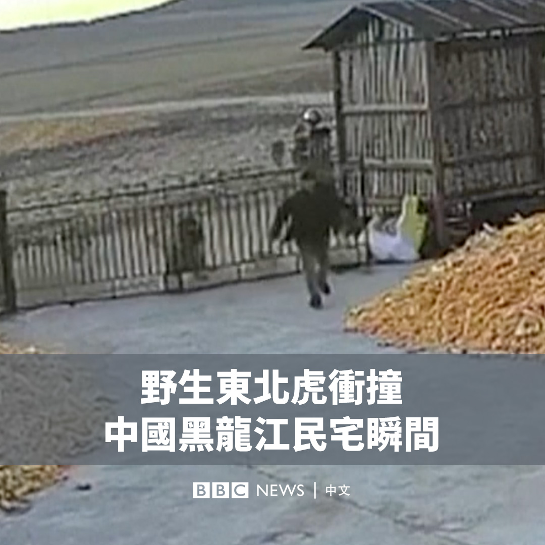 中国东北部黑龙江省发生野生东北虎伤人事件，监控录像记录了老虎撞开一户民居大门的惊险场景。 据中国媒体报道，这名村民没有受伤，但附近另一名村民被老虎咬伤，目前正在接受治疗。 东北虎又称西伯利亚虎，是世界上体型最大的老虎。黑龙江省当局仍在寻找这只老虎的行踪。