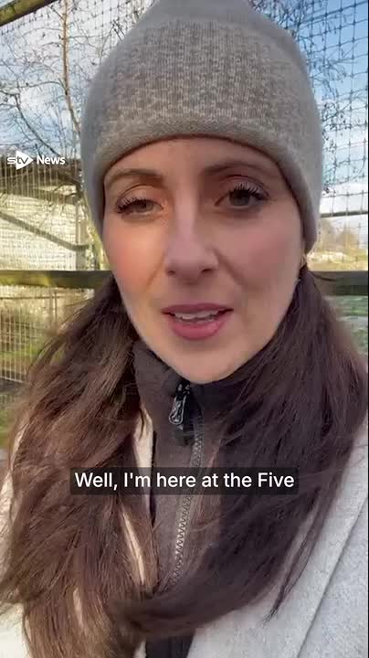 Two lionesses have arrived at their new home in Scotland after being rescued from Ukraine amid the ongoing conflict.