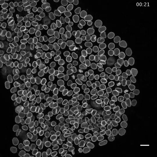 Our #CellLineOfTheWeek is Nucleoporin Nup153! 🧫 Our human iPS cell lines & plasmids – fluorescently-tagged to illuminate structures – are available for just the cost of shipping to support scientific discovery. 📦 Distributed by Coriell Institute & Addgene