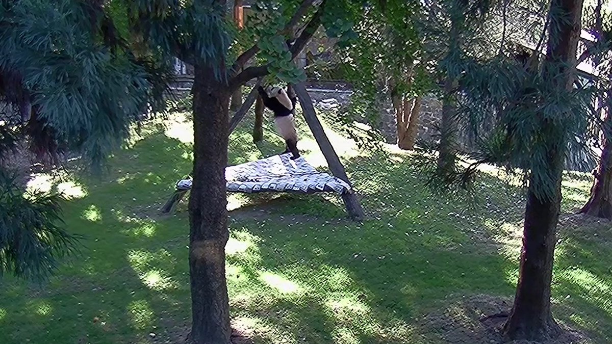 🐼🌀 Let the good times roll! To help giant pandas Bao Li and Qing Bao feel at home, keepers give them enrichment toys, which encourage them to be curious, play and use their natural behaviors. 🐾 #DCPandas :