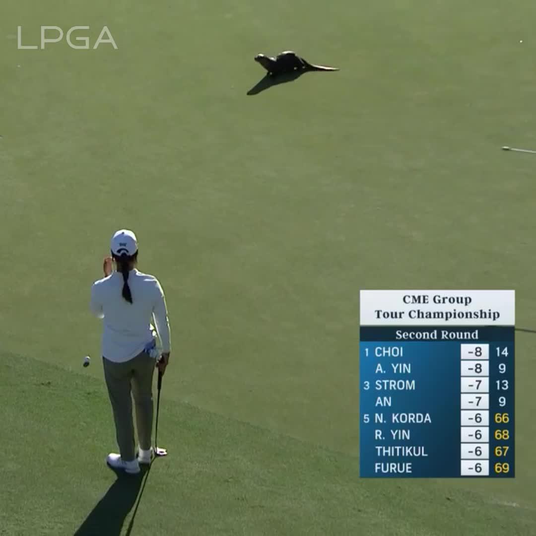 Golf otter.