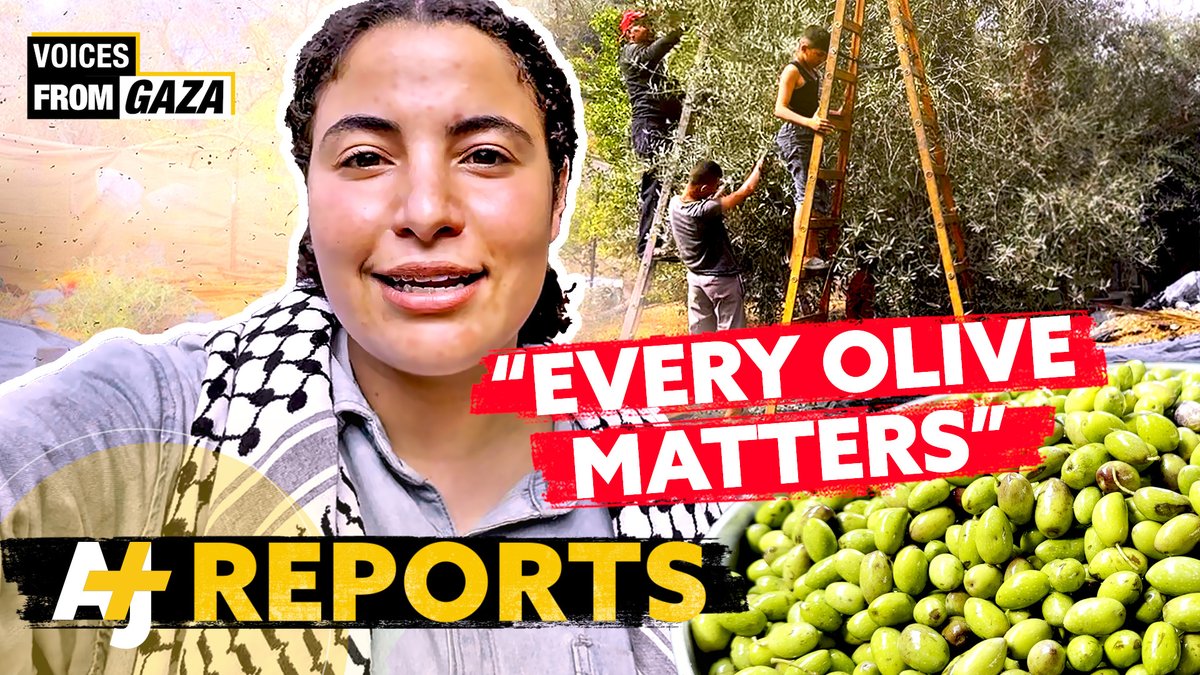 There were 1.3 million olive trees in Gaza before Oct. 7, 2023, now 75% of them have been destroyed. Bisan Owda (Wizard_bisan1) joins families harvesting olives to pick what is left.