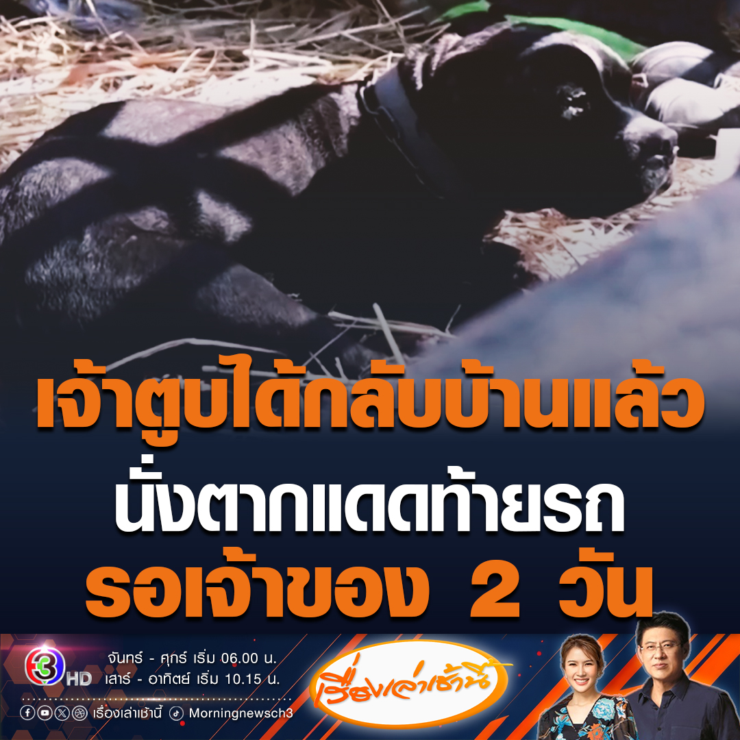 #เรื่องเล่าเช้านี้ เจ้าตูบกระดิกหางดีใจ เจ้าของมารับกลับบ้านแล้ว หลังเกิดอุบัติเหตุรถ 6 ล้อ ชนกับรถตู้จนมีผู้เสียชีวิต แล้วเจ้าของหายไป นั่งตากแดดท้ายรถ 6 ล้อของกลาง รอเจ้าของนาน 2 วัน ไม่ยอมไปไหน #ข่าวช่อง3 #ข่าวโซเชียล #หมาแสนรู้