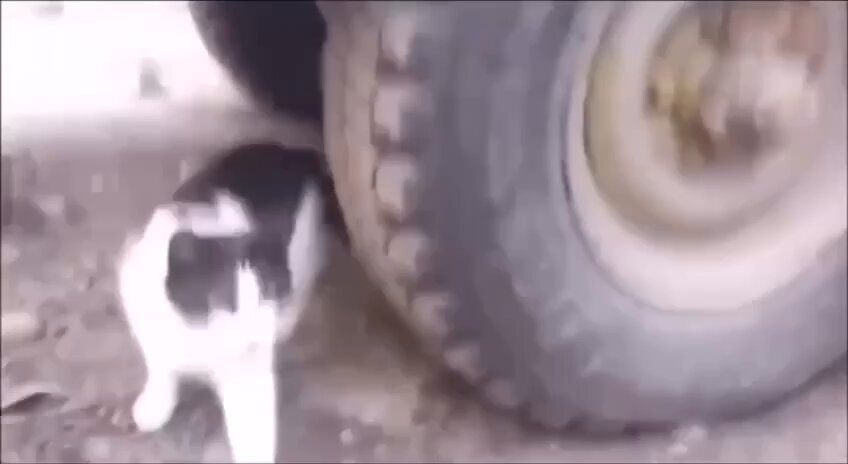 Никогда ещё Штирлиц не был так близок к провалу 🐭