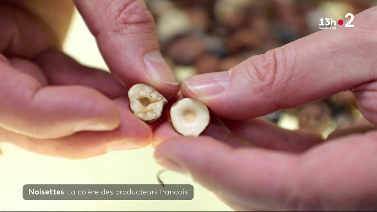Les producteurs de noisettes, dont les cultures sont ravagées, n’ont pas le droit d’utiliser les néonicotinoïdes. La France est presque le seul pays au monde à interdire ce produit, afin de protéger les abeilles. #JT13H