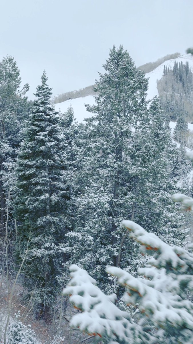 4 inches of snow overnight gifted us with a fresh blanket this morning ❄️❄️❄️