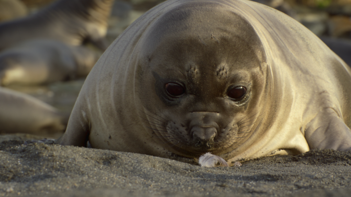 This seal pup playing with a feather is going to heal you. (📺: Our Oceans)