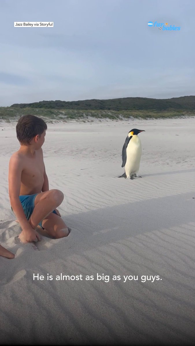Woah! A penguin in Australia! The penguin had traveled some 2,100 miles from Antarctica to the beach in Denmark, Western Australia. It was the northernmost sighting of the species ever recorded. Read more at