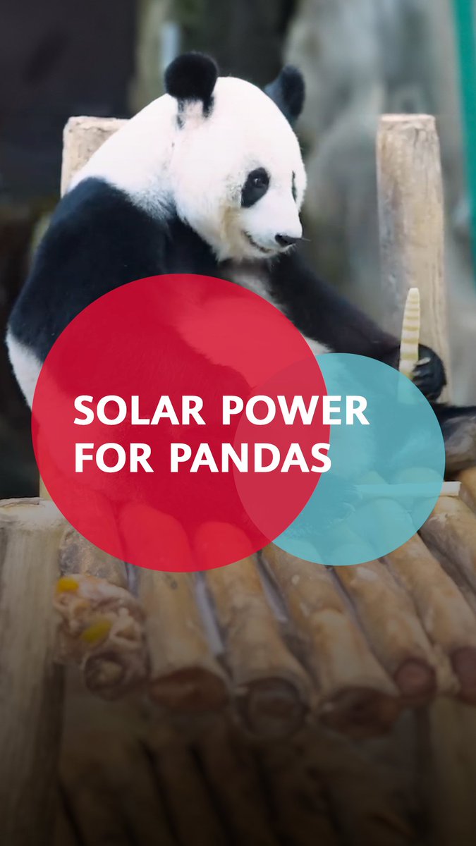 How is solar energy helping power the Giant Panda Conservation Center at Zoo Negara in Malaysia? Watch to find out! #Huawei #WinWin #TechExpress