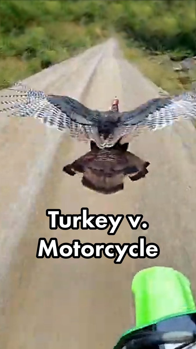 There is no animal closer to a dog than the turkey–and yet few will mourn the 46 million slaughtered this Thanksgiving. Turkeys will sit in your lap and beg you for belly scratches. But this is just one of many amazing things about the common turkey. For example, did you know that wild turkeys can fly? Unlike their domesticated cousins, who have been selectively bred to grow massive breasts, turkeys in the wild can fly up to 50 mph. They also can speak, with over 20 distinct vocalizations, including a happy purr that’s similar to a cat’s. But the most remarkable thing about the turkey is something they share with all sentient beings, including humans. They can feel. And at sanctuaries across the nation, we are celebrating Thanksgiving by making friends with turkeys, not eating them. #Thanksgiving #Turkey