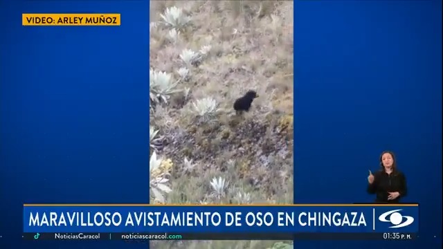 En un fascinante video quedó registrado el comportamiento juguetón de la cría de un oso andino, la única especie de osos que existe en Colombia. Según expertos estos avistamientos son un signo alentador de la salud de los páramos. Más en