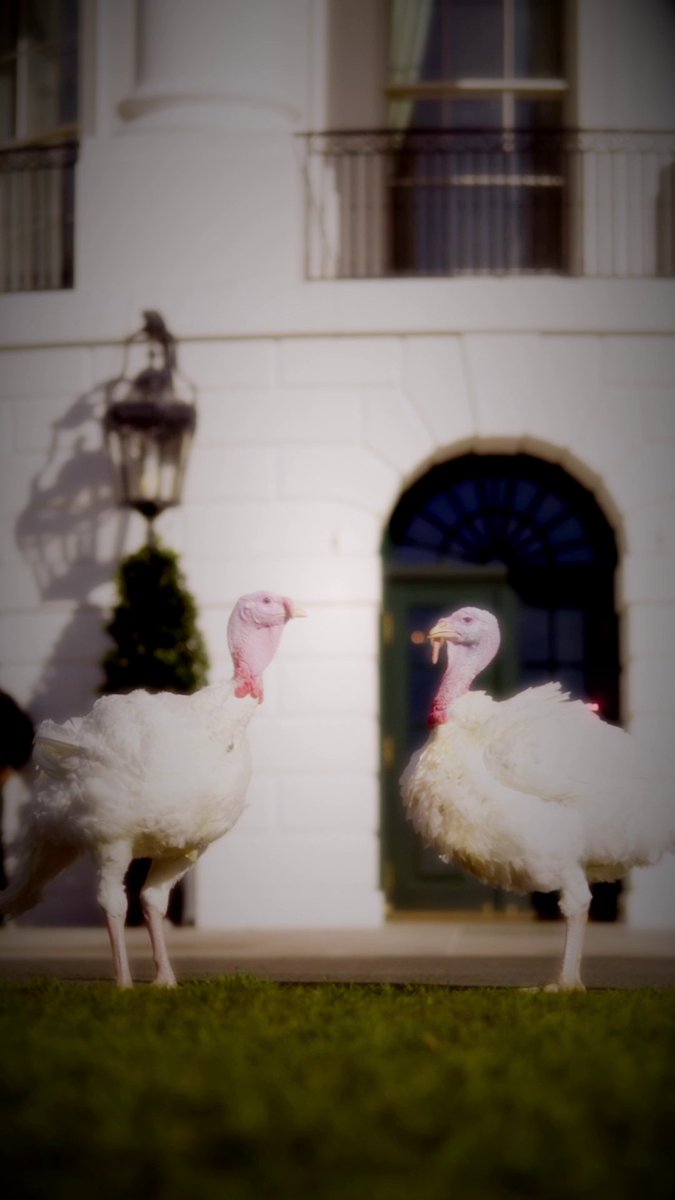 It was my distinct honor to pardon these two birds of a feather this morning. Congratulations, Peach and Blossom!