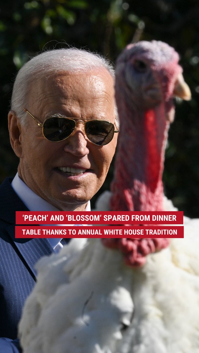 'LIVING ON A PRAYER': Biden answers Peach and Blossom's prayers today by officially pardoning the turkeys ahead of Thanksgiving, carrying out the annual White House tradition for the final time as president.