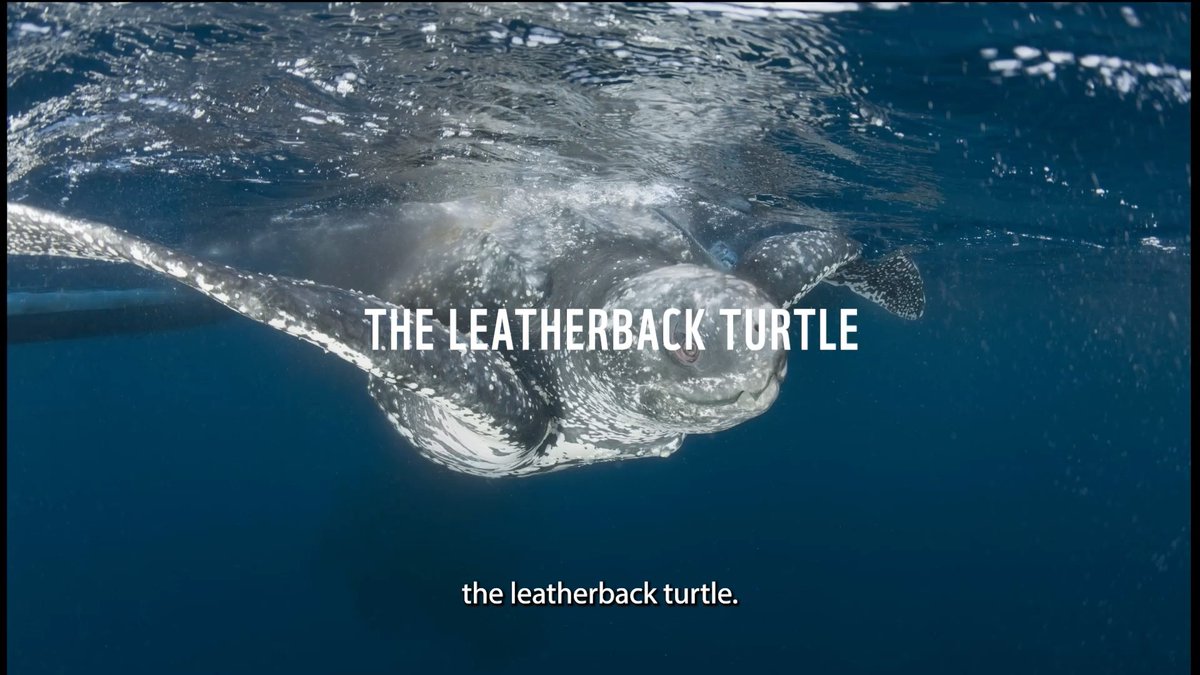 For millions of years, the Leatherback Turtle has journeyed our shared oceans. But now, 1 in 2 Leatherback Turtles have ingested plastic, risking their whole existence. The solution? A Global Treaty to #StopPlasticPollution. RT to urge leaders to act. #BanIt #INC5