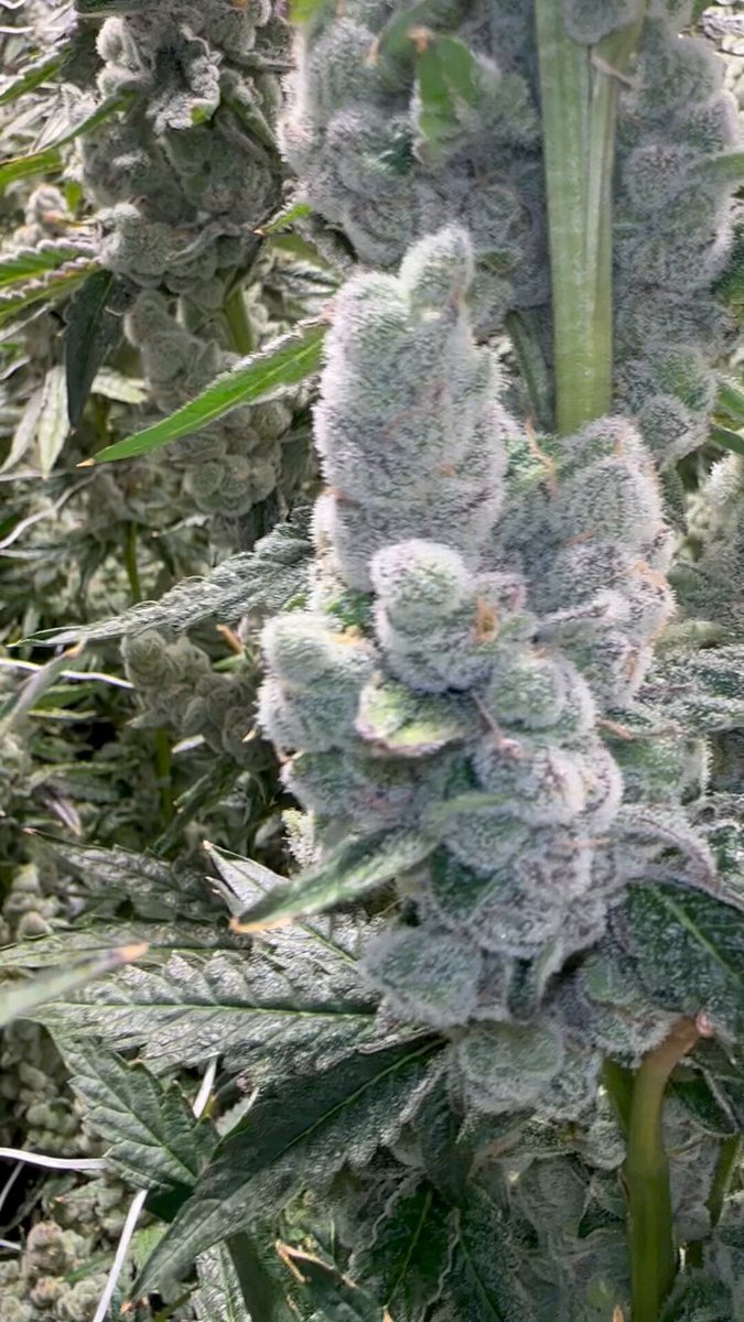 Happy hump day dank lovers. Pictured here is Banana Fruz. It’s a cross of Pineapple Fruz x Lemon Cherry bx1 we selected that randomly smells like bananas. #seedjunky #seedjunkygenetics