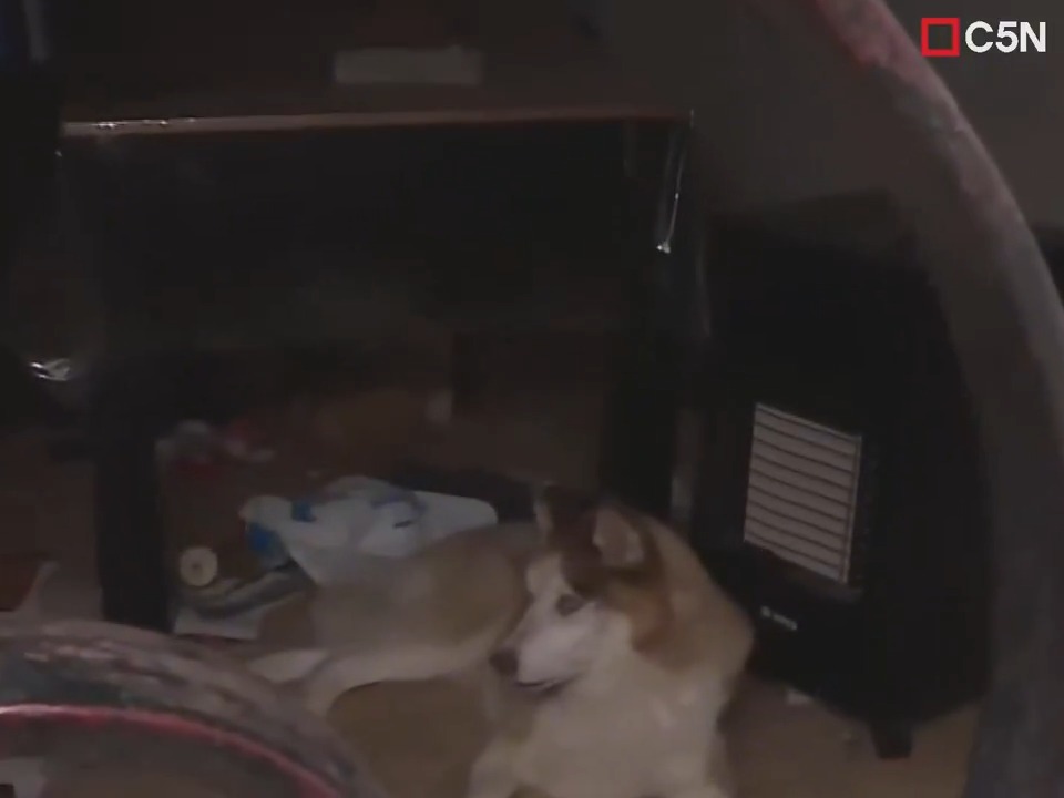"Drako": Por el rescate de un perro que había sido abandonado