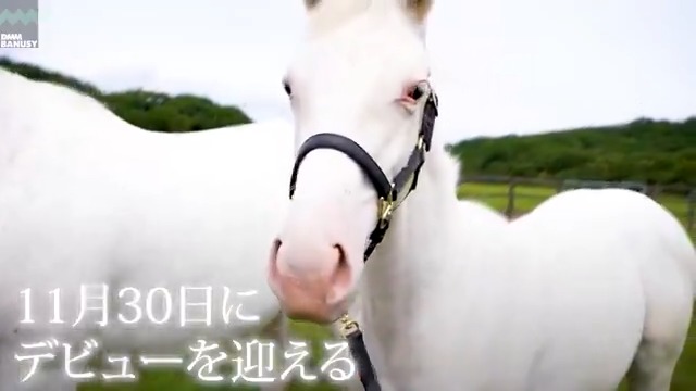 #エクラドネージュ が 11月30日(土) 中山競馬場 第5レース 2歳新馬 (芝1200m、12:25発走)でデビューします! デビュー戦の前にスペシャル動画をぜひご覧ください! #BanusySpecialMovie