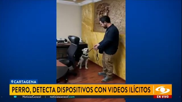 En Cartagena fue presentado Samai, el único perrito en Suramérica capaza de detectar dispositivos electrónicos que contienen material pornográfico. De esta manera el animal ayuda a combatir la explotación sexual. Más en