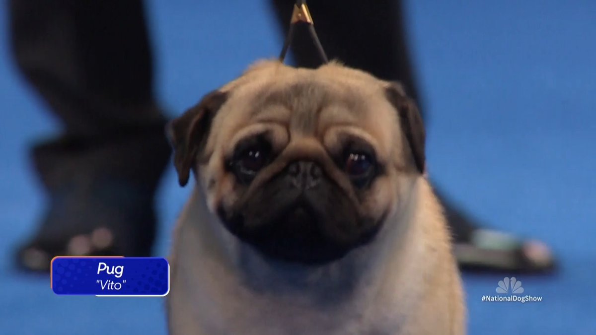 Make way for a small but mighty breed... the Pug! Watch them compete in the Toy Group at The National Dog Show presented by Purina on NBC & Peacock.