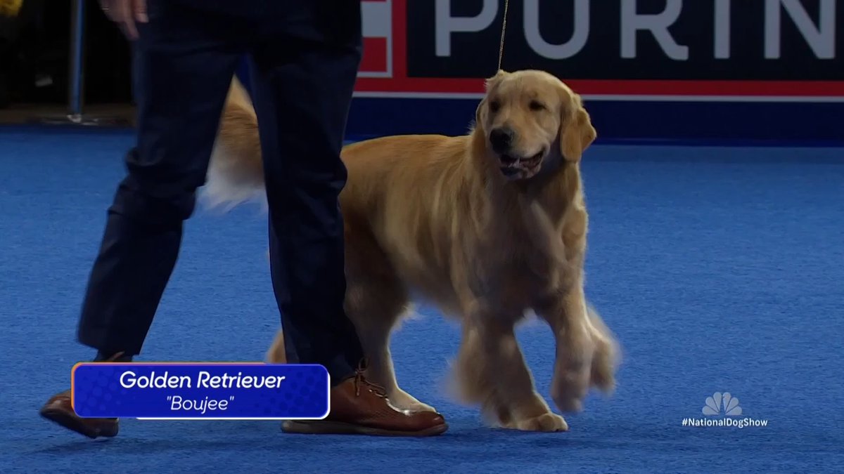 A GOLDEN moment! 🌟 See the Golden Retriever compete in the Sporting Group at The National Dog Show presented by Purina on NBC &amp; Peacock.
