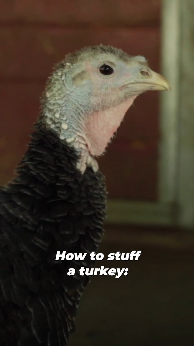 Here’s the only way to stuff a turkey 🦃💞 This #Thanksgiving, save lives by celebrating #ThanksVegan.