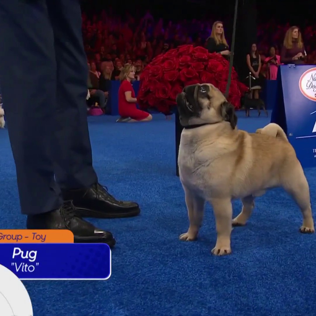 Vito the fabulous pug wins the Toy Group at the National Dog Show. ✨ 📺 NBC &amp; Peacock