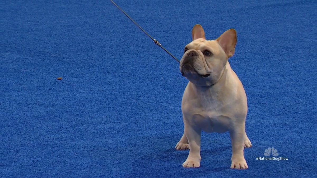 Small in size, big in personality! See the French Bulldog compete in the Non-Sporting Group at The National Dog Show presented by Purina on NBC &amp; Peacock.