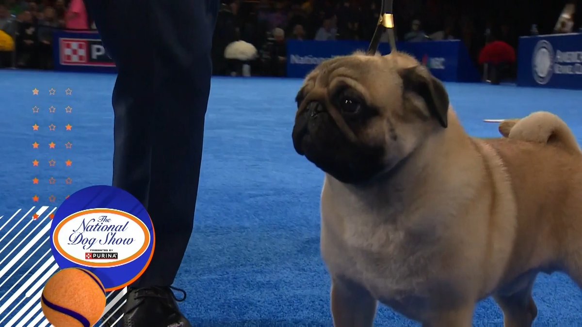 Spoiler alert... We have our top dog! Congratulations to the winner of The National Dog Show presented by Purina 🐾🏆