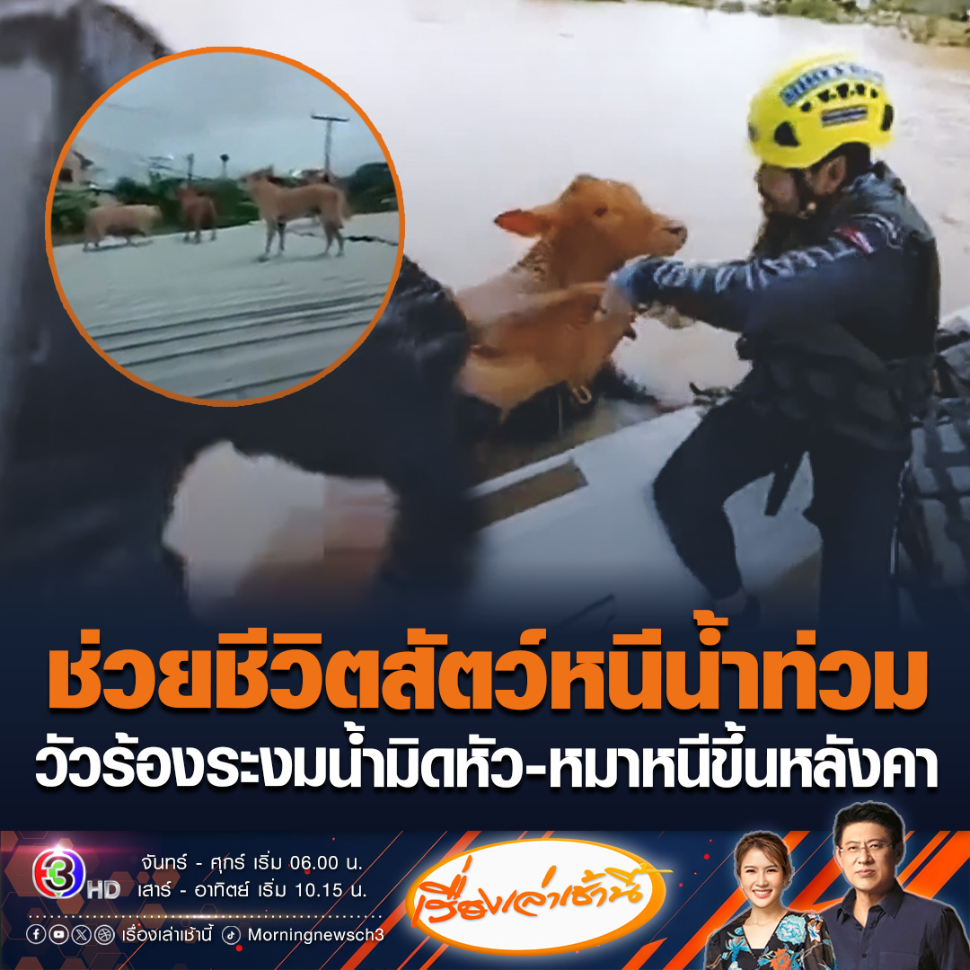 #เรื่องเล่าเช้านี้ กู้ภัยเข้าช่วยชีวิตสัตว์หนีตายน้ำท่วมภาคใต้ วัวนับ 10 ตัว ถูกผูกติดไว้กับต้นไม้ น้ำเกือบมิดหัว ส่งเสียงร้องระงม หลายตัวจมน้ำดับ ขณะที่น้องหมาหนีขึ้นหลังคาบ้าน ส่งเสียงเห่าหลายสิบตัว #ข่าวช่อง3 #ข่าวสังคม #น้ำท่วมใต้